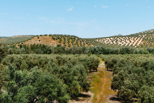 rows of olive trees in the province of Malaga, Spain
