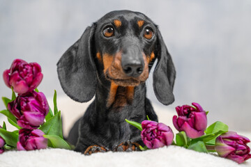 charming dachshund with sleek black fur lies surrounded by vibrant purple tulips on a soft white surface, capturing a serene and joyful moment