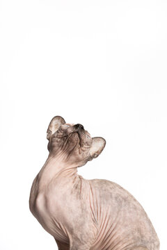 Unique sphynx cat poses against a plain background