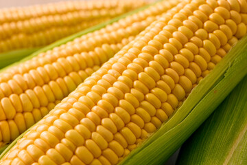 北海道産スイートコーン(とうもろこし)　Hokkaido Sweet Corn