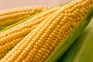 北海道産スイートコーン(とうもろこし)　Hokkaido Sweet Corn