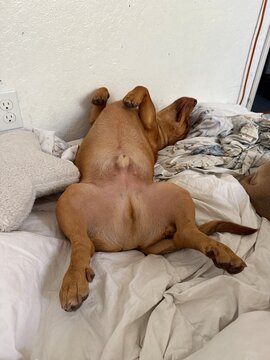 dog belly 