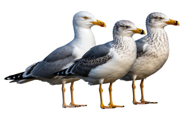 Fototapeta premium Seagull bird wildlife photography: three seagulls standing together on the beach, isolated shot png isolated on transparent background
