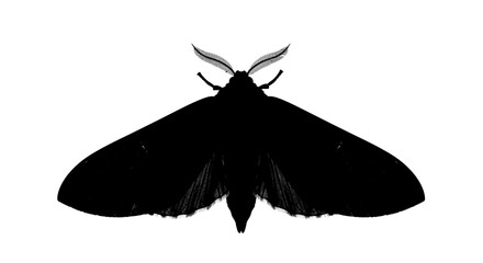 Large dark moth with prominent antennae, isolated white background