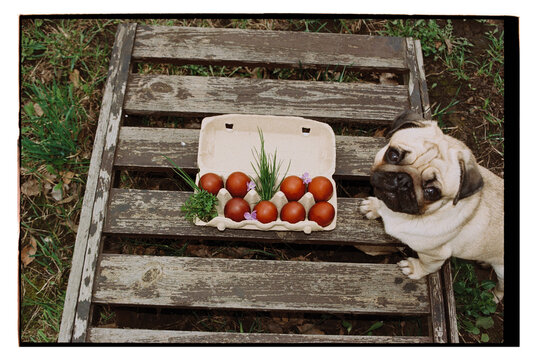 Easter eggs and a dog
