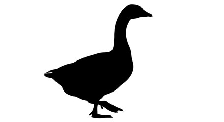 Elegant Goose Bird Silhouette Standing on Isolated White Background