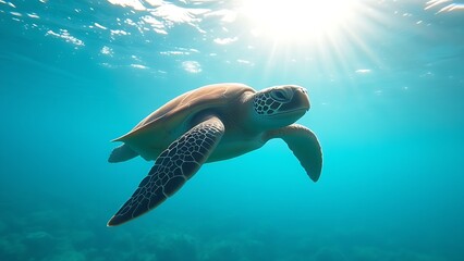 A green sea turtle gliding through clear ocean waters, showcasing marine life in a tropical setting.