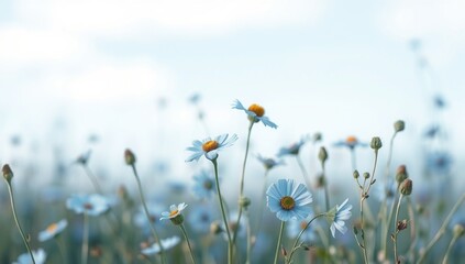 wild flowers in a field