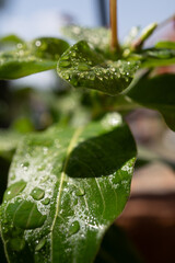 Detalle de hojas verdes, cubiertas con gotas de agua y fondo desenfocado
