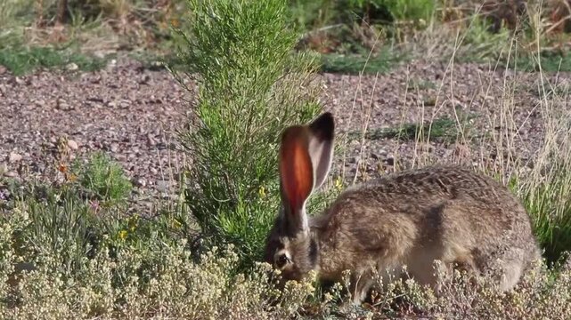 A Black-tailed Jackrabbit feeds at dawn in a weedy field in Arizona