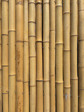 bamboo fence