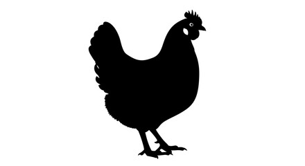 Black Chicken Standing on an Isolated White Background