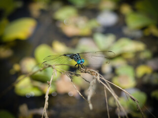 dragonfly on a leaf