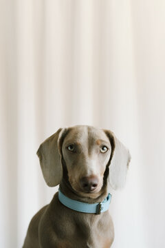 Gray dog with blue collar poses against white background