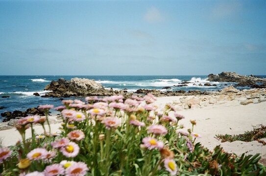 scenic beach flowers