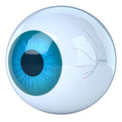 Realistic eye model illustration blue iris white sclera