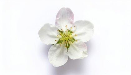 Obraz premium Blossom flat lay on white background featuring delicate fresh flowers, perfect for spring themes, floral design projects, greeting cards, nature-inspired branding, and seasonal decorations.