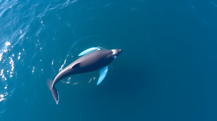 Fototapeta premium A Balaenoptera physalus, the common fin whale navigates in front of the coast of Genoa in it's migration to Ligurian sea to France