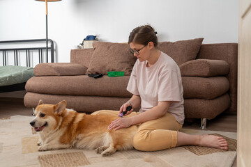 Woman grooming corgi on carpet in living room