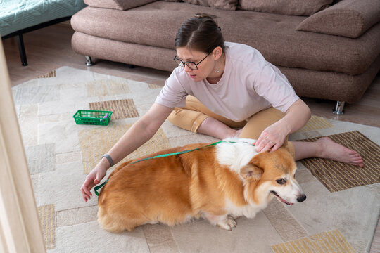 Measuring corgi with tape for weight and size indoors