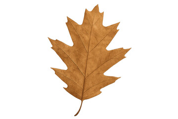 Obraz premium Dried oak leaf isolated on transparent background representing autumn season