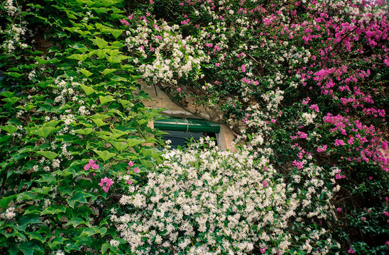 Vibrant Ivy-Covered window in Springtime Bloom. Film, travel Spain