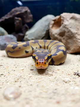 Close-up of a large ball python snake coiled on sandy ground in captivity with rocks and terrarium background