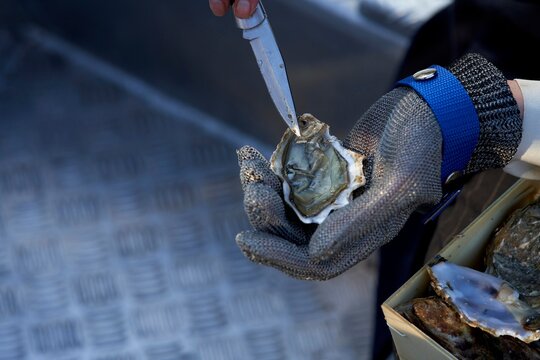 Oyster Shucking in a Coastal Environment During Daylight Hours