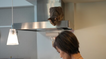 レンジフードに登る猫