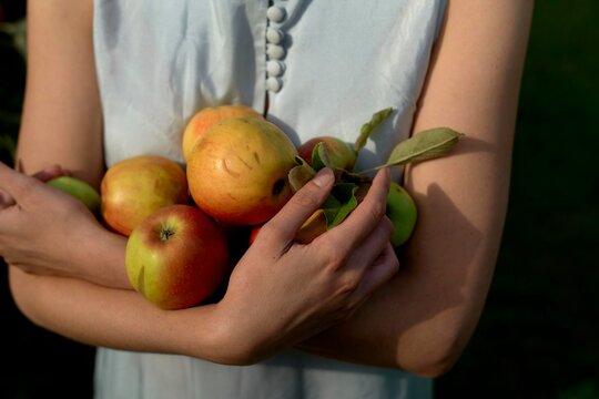 Person Holding Freshly Picked Apples in a Serene Orchard Setting
