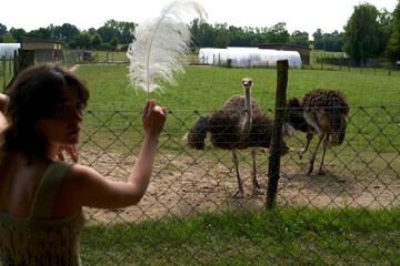 Ostriches Approach as Woman Holds Feather at Outdoor Farm