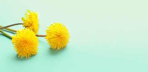 Beautiful dandelions on color background