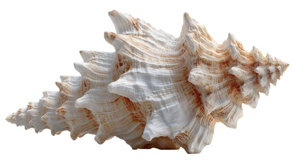 Detailed seashell with intricate patterns and textures on display. isolated on transparent background cutout