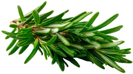 Fresh green rosemary herb sprig with vibrant leaves for culinary use. isolated on transparent background cutout