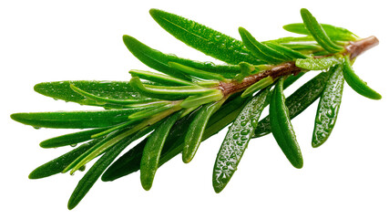 Fresh green rosemary herb branch with water droplets on leaves. isolated on transparent background cutout