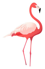 Fototapeta premium PNG Flamingo animal bird reflection.