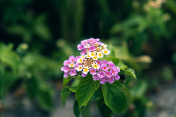夏に咲いている小さなピンク色の花