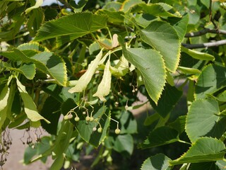Green Leaves and Developing Seed Pods of Legend Linden Tree in Late Summer Sunshine, Colorado