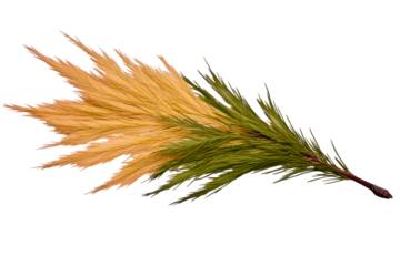 Pampas grass plume with green pine needles