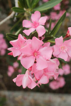 Pink oleander