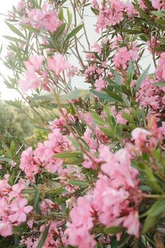 Pink oleander