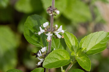 Manjericão com flor. Erva.