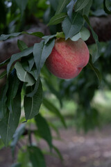 初夏に実るみずみずしい桃