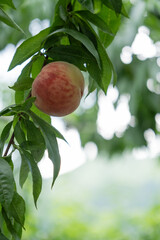 初夏に実るみずみずしい桃