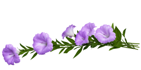 Purple morning glory blooms on vine PNG