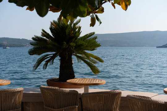 Seaside Dining with Palm Tree View
