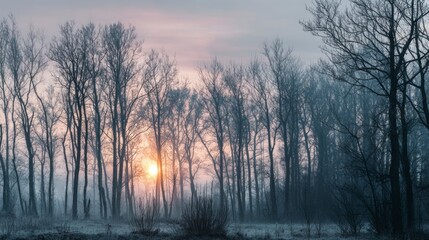 Winter forest sunrise view