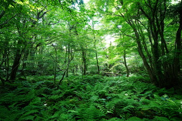 dense primeval forest in the mild sunlight