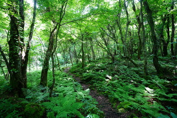 fine spring path through dense ferns