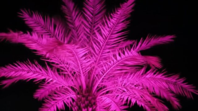 Electric pink palm tree illuminated against the black night sky. Vibrant tropical nightlife concept.
